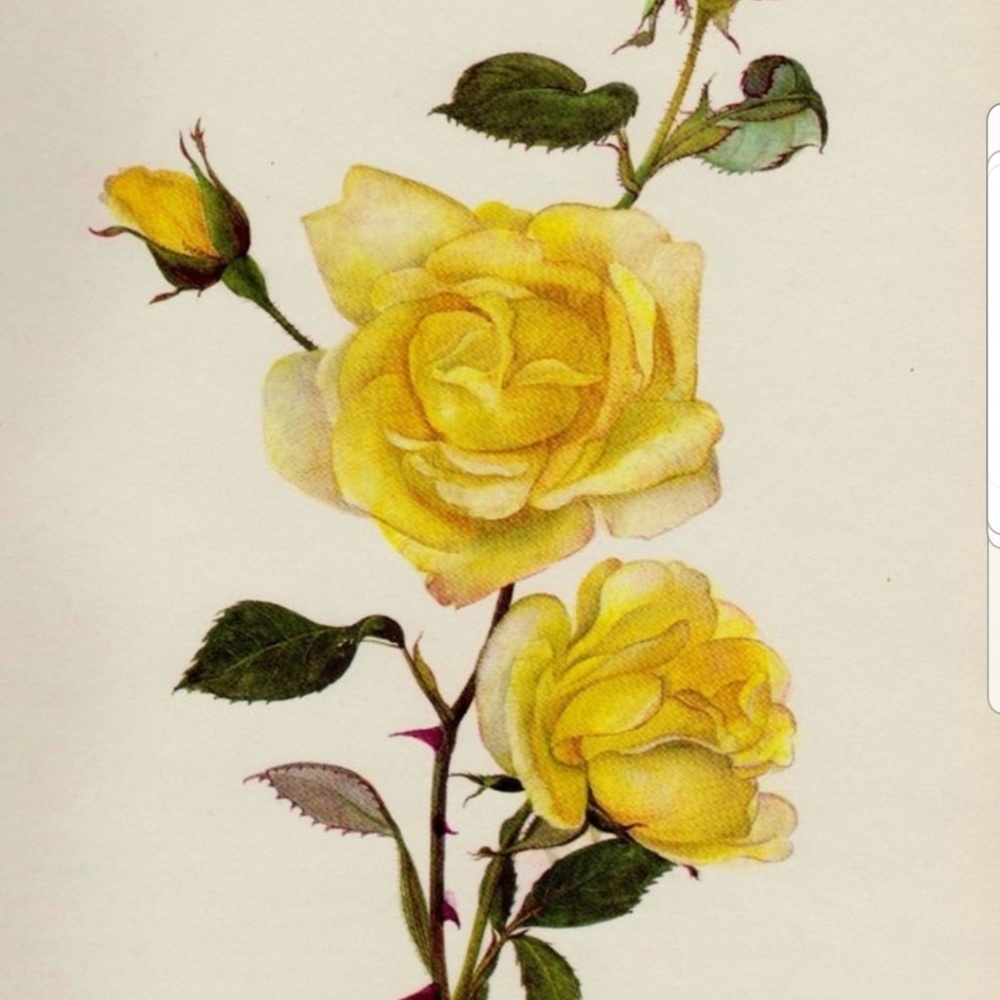 Meet your Posher, Melanie